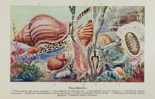 1926 - Meeresschnecken: Wellhornschnecke, Strandschnecke, Käferschnecke, Gebänderte Häubchenschnecke, Grüne Samtschnecke, Breitwarzige Fadenschnecke, Fischreuse - alter Druck
